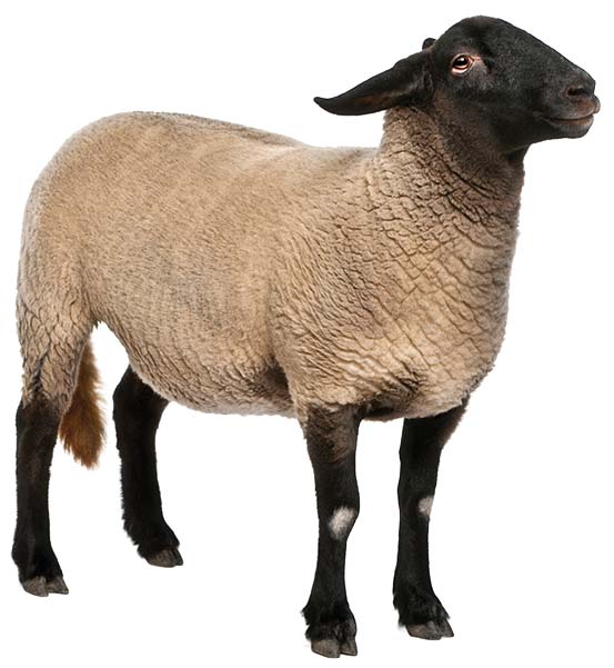 sheep 2.jpg