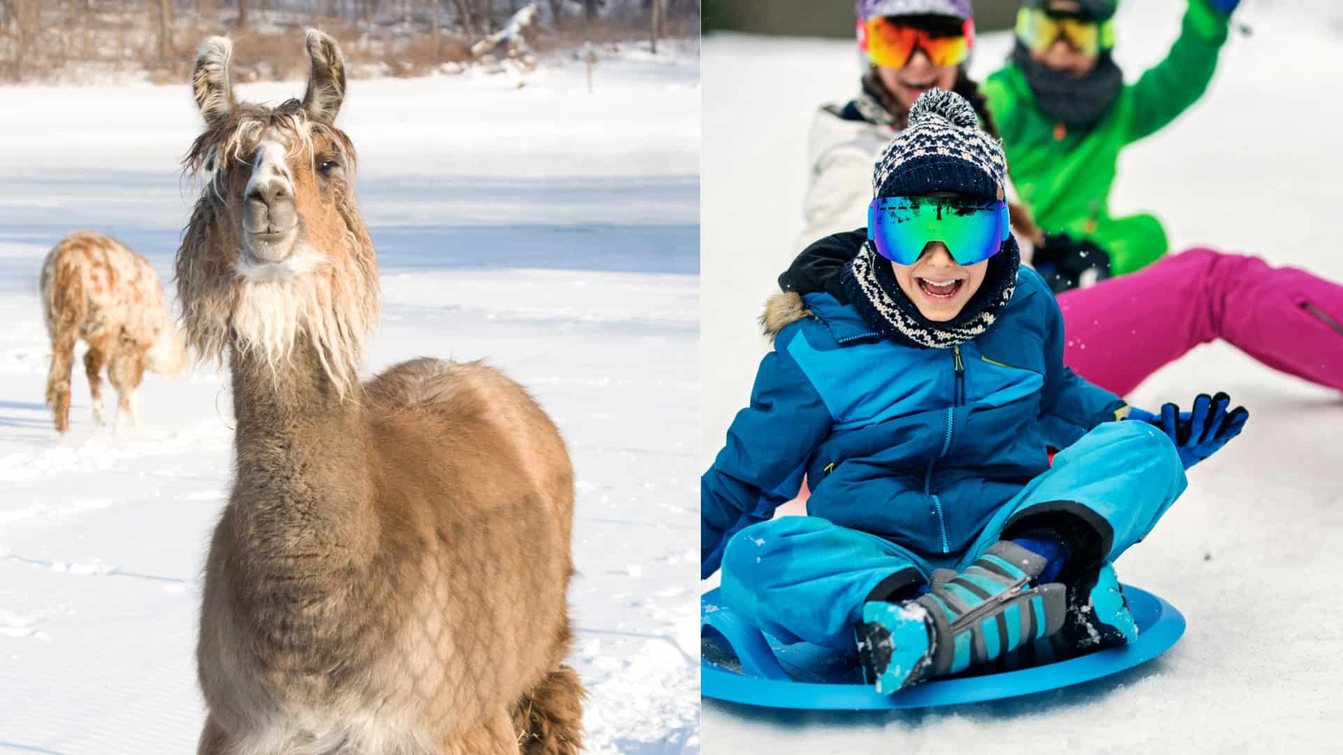 llamas on left side and youth wearing snow gear on sleds